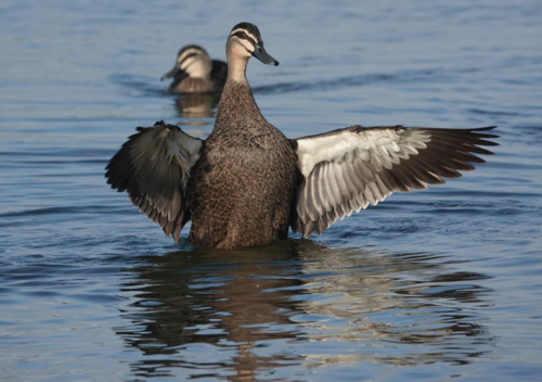 Pacific black duck flapping wings on water - Australian Stock Image