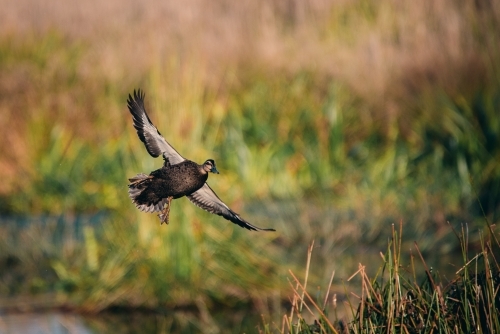 Pacific black duck flying - Australian Stock Image