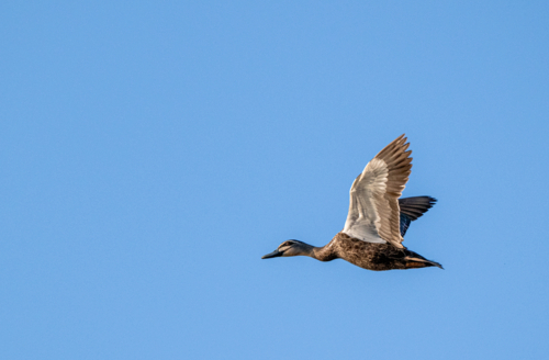 Pacific black duck in flight against clear blue sky - Australian Stock Image
