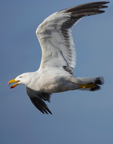 Pacific Gull in flight over beach - Australian Stock Image