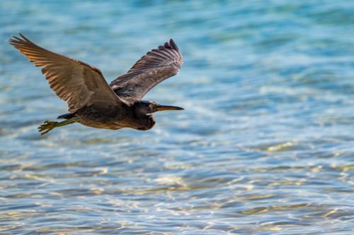 Pacific reef heron glides low over clear shallow water - Australian Stock Image