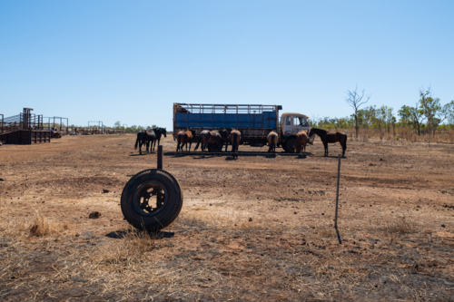 Paddock and yards in remote NT cattle station, truck with horses - Australian Stock Image