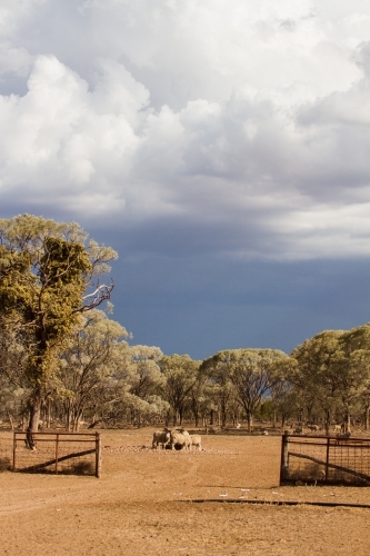 Paddock entry at farm with gates and trough - Australian Stock Image