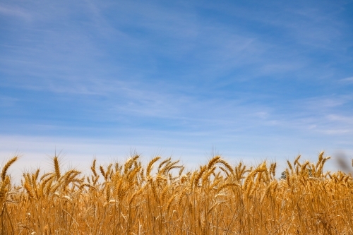 Paddock full of ripe wheat ready for harvest - Australian Stock Image