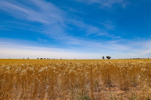 Paddock full of ripe wheat ready for harvest - Australian Stock Image