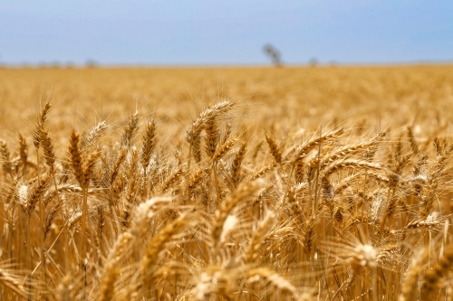 Paddock full of ripe wheat ready for harvest - Australian Stock Image