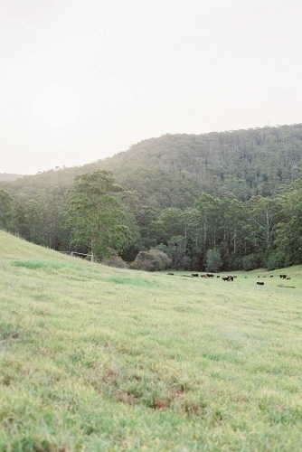 Paddock in the countryside with livestock in the distance - Australian Stock Image