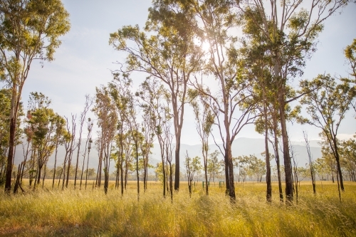 Paddock in Townsville North Queensland - Australian Stock Image