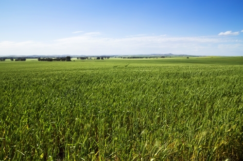 Paddock of green wheat under blue sky
