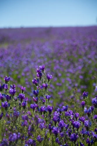 Paddock of purple flowering patersons curse (salvation jane) weeds