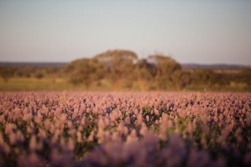 Paddock of wild native mauve flowers - Australian Stock Image