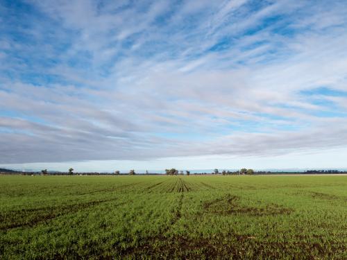Paddock with a very young wheat crop emerging  with a big sky - Australian Stock Image