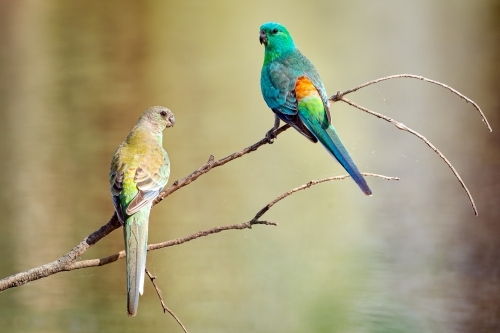 Pair of beautiful little Red-rumped Parrots on a bare branch with blurred out water reflections