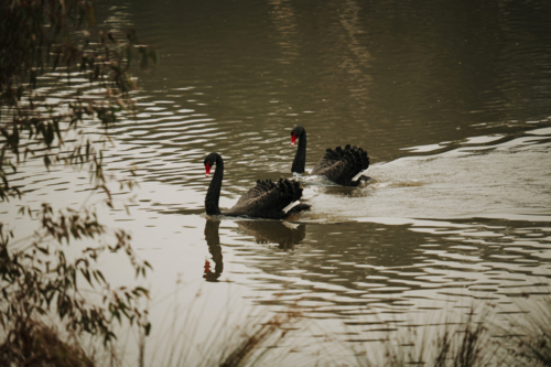 Pair of black swans swimming in the lake. - Australian Stock Image