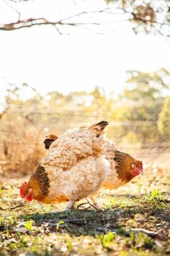 Pair of buff sussex hens free range outside - Australian Stock Image