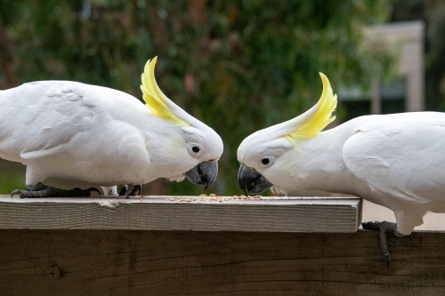 Pair of cockatoos eating bird seed