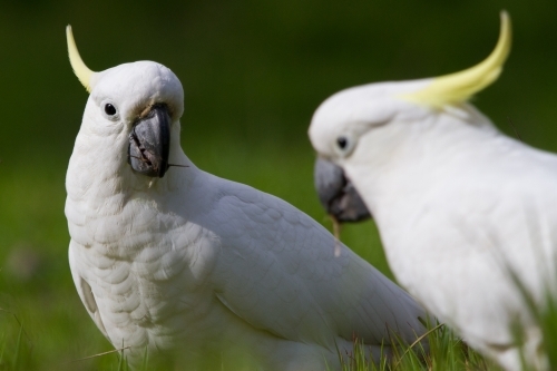 Pair of Cockatoos Feeding on the Ground - Australian Stock Image