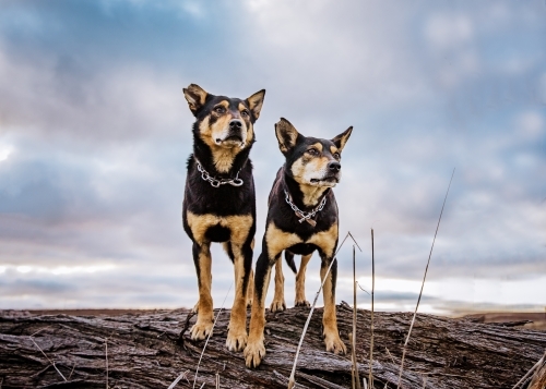 Pair of kelpies on fallen log looking outward - Australian Stock Image
