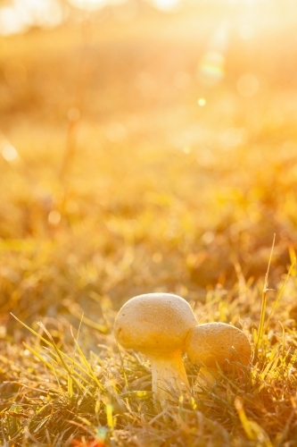 Pair of toadstools growing in the lawn backlit by golden light - Australian Stock Image