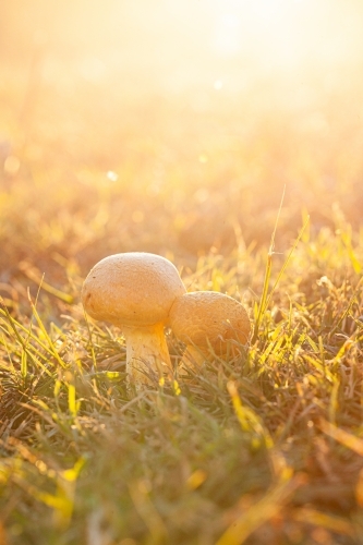 Pair of toadstools growing in the lawn backlit by golden light - Australian Stock Image