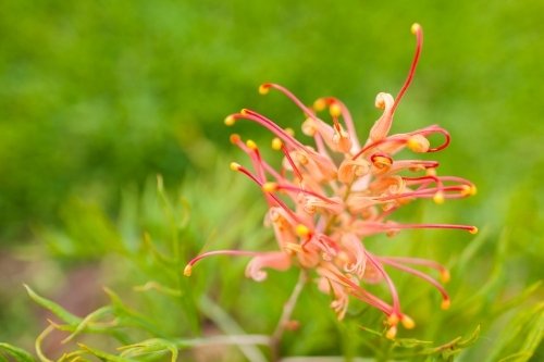 Pale cream and red grevillea flower on green background