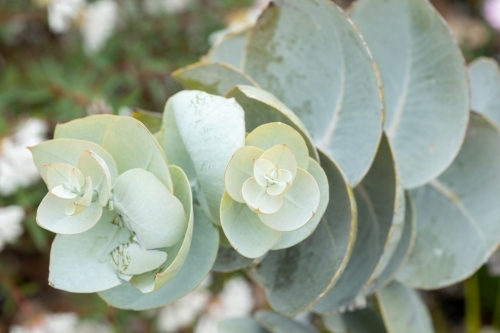 pale green gum leaves close up