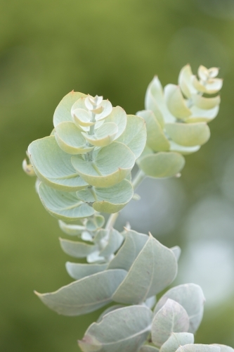 pale green rounded gum leaves - Australian Stock Image