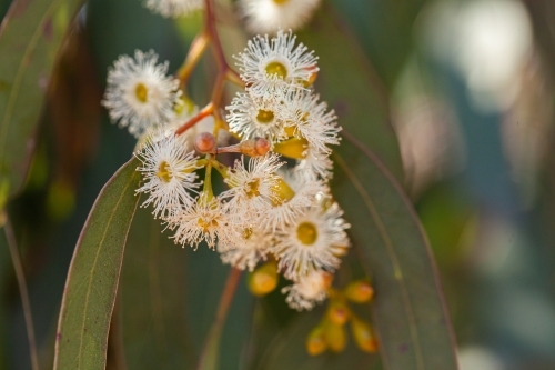 Pale gum blossom flowers and leaves on tree - Australian Stock Image