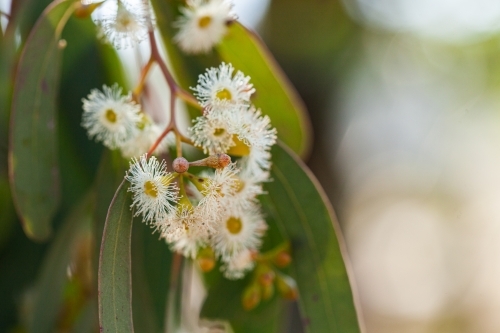 Pale gum blossom flowers and leaves on tree - Australian Stock Image