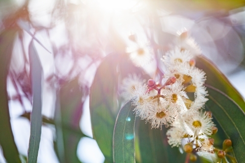 Pale gum blossom flowers and leaves on tree - Australian Stock Image