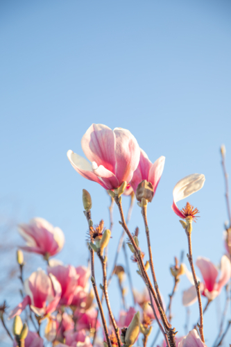 Pale pink magnolias against a blue sky - Australian Stock Image