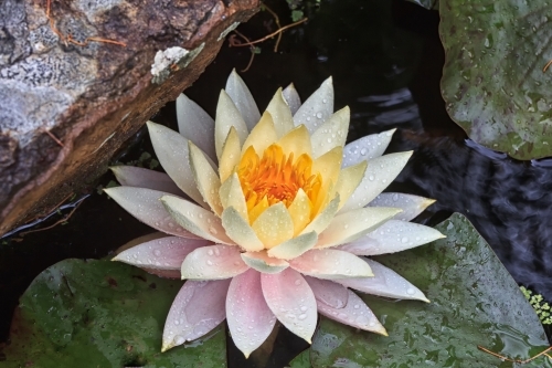 Pale pink waterlily in pond - Australian Stock Image