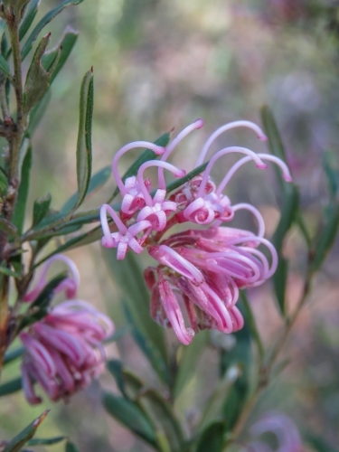 Pale pink wild Grevillea flowers with bokeh background - Australian Stock Image