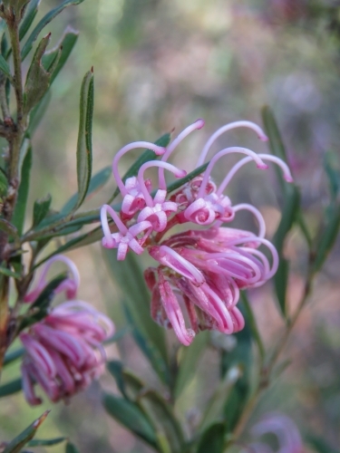 Pale pink wild Grevillea flowers with bokeh background