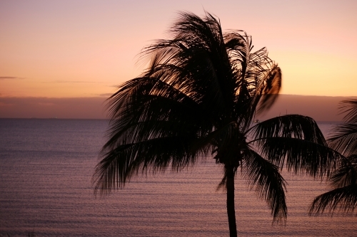 Silhouette of a palm tree by the ocean on sunset - Australian Stock Image