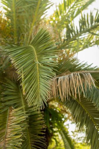 palm tree frond - Australian Stock Image