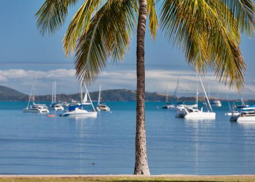 Palm tree on shoreline of Airlie Beach with boats on the water in distance