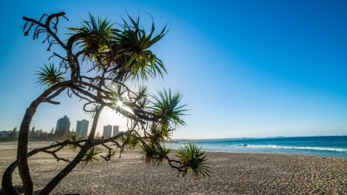 Palm tree on the beach on a clear blue day looking through at buildings. - Australian Stock Image