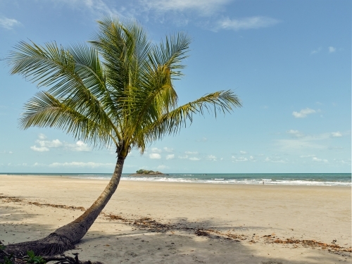 Palm tree overhanging a tropical beach