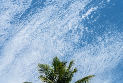 Palm tree with a beautiful blown out clouds in sky
