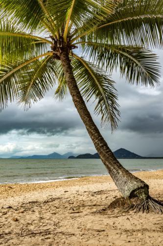 Palm tree with stormy sky and Island background - Australian Stock Image