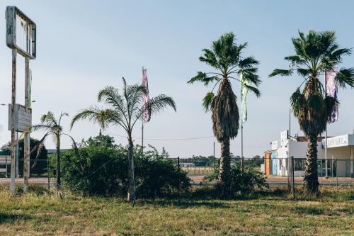 Palm trees growing beside abandoned petrol station