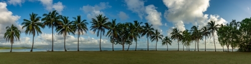 Palm trees in a row in Port Douglas