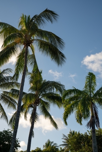 Palm trees in vertical view - Australian Stock Image