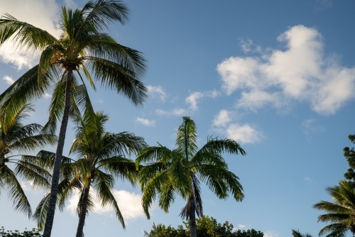 Palm trees on a sunny day in horizontal - Australian Stock Image