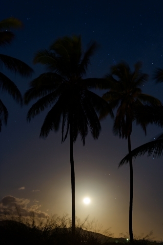 Palm trees silhouetted with the moon glowing in the night sky - Australian Stock Image