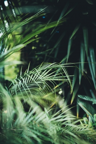 Palms in a shady garden - Australian Stock Image