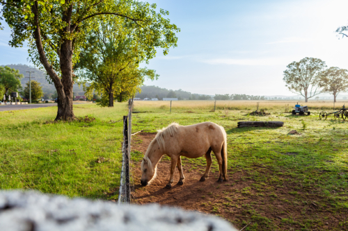 Palomino pony standing in farm paddock on cool morning   - Australian Stock Image
