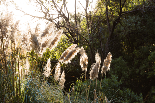 Pampas grass glowing in late afternoon sunshine beside pond in the Adelaide Botanic Gardens - Australian Stock Image