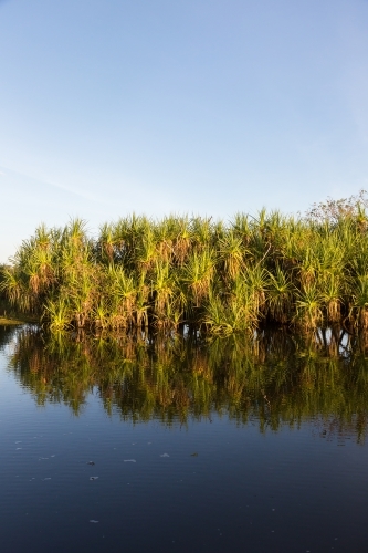 Pandanas and reflection in a waterway at Kakadu - Australian Stock Image